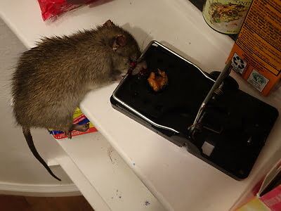 mouse trapping